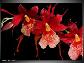 Foto canvas schilderij Orchidee | Roze, Rood, Zwart,