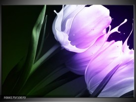 Foto canvas schilderij Tulp | Groen, Paars, Zwart