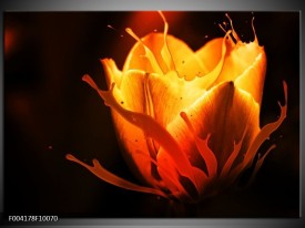 Foto canvas schilderij Tulp | Oranje, Zwart, Geel