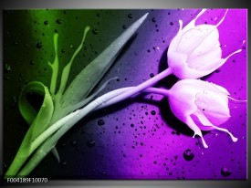 Foto canvas schilderij Tulp | Paars, Groen