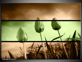 Foto canvas schilderij Tulp | Groen, Bruin