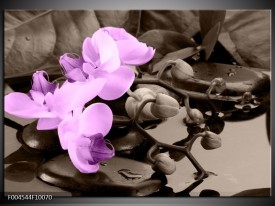 Glas schilderij Orchidee | Paars, Grijs