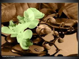 Glas schilderij Orchidee | Groen, Bruin