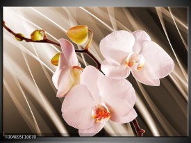 Glas schilderij Orchidee | Bruin, Roze