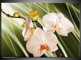 Glas schilderij Orchidee | Groen, Roze, Wit