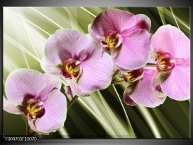 Foto canvas schilderij Orchidee | Groen, Paars