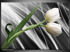 Foto canvas schilderij Tulp | Grijs, Wit, Groen