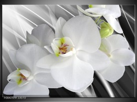 Glas schilderij Orchidee | Wit, Grijs, Groen