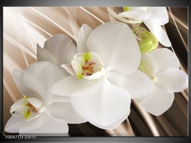 Glas schilderij Orchidee | Wit, Bruin