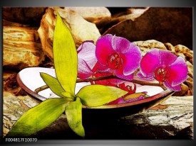 Foto canvas schilderij Orchidee | Paars, Groen, Bruin