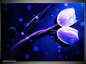 Foto canvas schilderij Tulp | Blauw, Paars, Wit