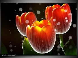 Foto canvas schilderij Tulp | Rood, Geel, Zwart