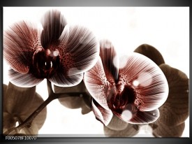 Foto canvas schilderij Orchidee | Bruin, Wit