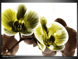 Glas schilderij Orchidee | Geel, Grijs