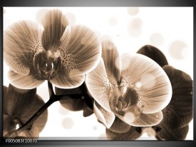 Glas schilderij Orchidee | Grijs, Wit