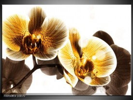 Glas schilderij Orchidee | Geel, Bruin, Wit