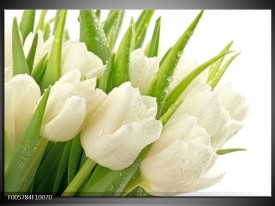 Foto canvas schilderij Tulpen | Wit, Groen