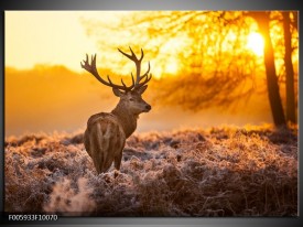 Foto canvas schilderij Hert | Bruin, Geel