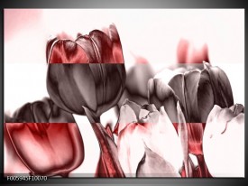 Foto canvas schilderij Tulp | Rood, Wit, Bruin