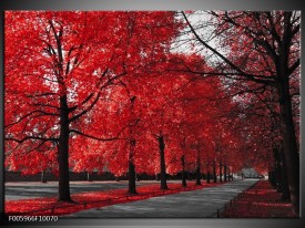 Foto canvas schilderij Bomen | Rood, Grijs, Wit