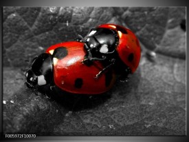 Foto canvas schilderij Lieveheersbeestje | Rood, Zwart, Grijs