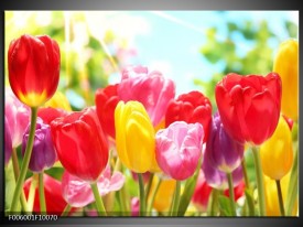 Glas schilderij Tulpen | Rood, Geel, Paars