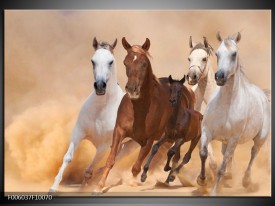 Glas schilderij Paard | Bruin, Wit, Crème