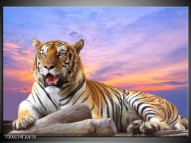 Foto canvas schilderij Tijger | Bruin, Wit, Blauw