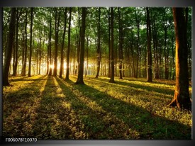 Glas schilderij Natuur | Groen, Geel