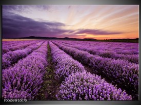 Foto canvas schilderij Lavendel | Paars