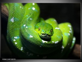 Foto canvas schilderij Natuur | Groen, Zwart