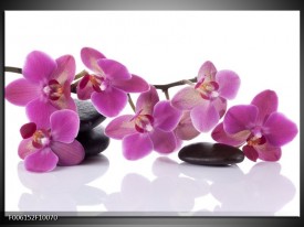 Glas schilderij Orchidee | Paars, Wit