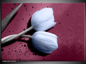 Foto canvas schilderij Tulpen | Paars, Blauw