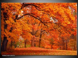 Foto canvas schilderij Herfst | Bruin, Oranje