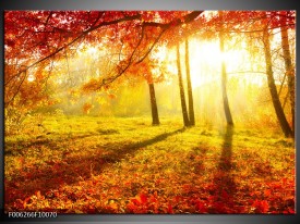 Foto canvas schilderij Natuur | Bruin, Geel, Rood