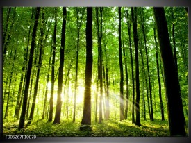 Glas schilderij Natuur | Groen, Geel