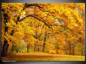 Foto canvas schilderij Herfst | Bruin, Oranje