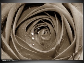 Glas Schilderij Bloem, Roos | Sepia