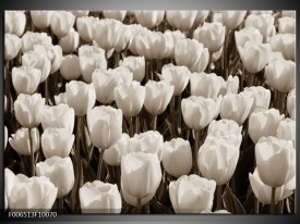 Canvas Schilderij Bloem, Tulpen | Sepia