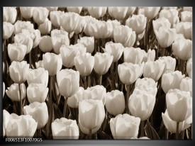 Glas Schilderij Bloem, Tulpen | Sepia