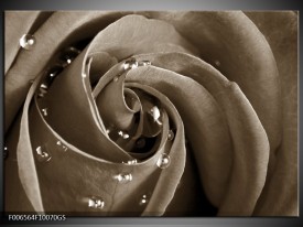 Glas Schilderij Roos, Bloem | Sepia