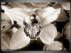 Canvas Schilderij Bloem | Sepia