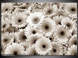 Canvas Schilderij Gerbera, Bloemen | Sepia