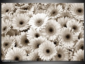 Glas Schilderij Gerbera, Bloemen | Sepia