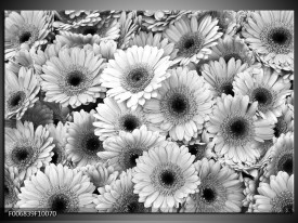 Canvas Schilderij Gerbera, Bloemen | Zwart, Grijs