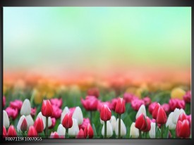 Glas Schilderij Tulpen, Bloemen | Groen, Roze, Wit