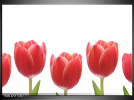 Canvas Schilderij Tulpen, Bloemen | Wit, Rood, Groen