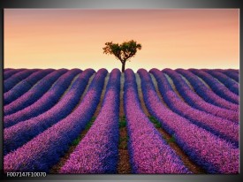 Canvas Schilderij Lavendel, Landelijk | Paars, Crème