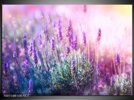 Glas Schilderij Lavendel, Landelijk | Paars, Crème, Roze