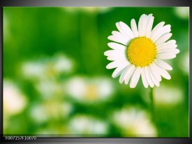 Canvas Schilderij Madeliefje, Bloemen | Groen, Wit, Geel